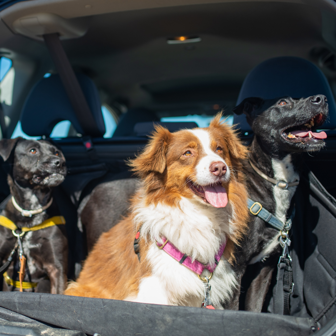 Excessive Pet hair removal