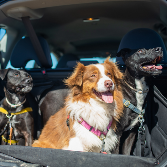 Excessive Pet hair removal